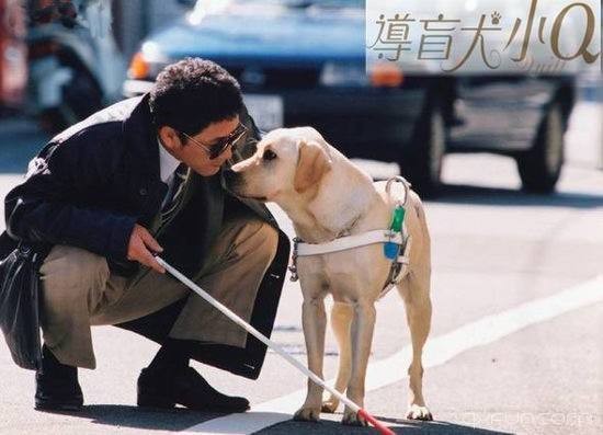 來(lái)自訓(xùn)狗師的“勸阻”，拉布拉多有N多個(gè)缺點(diǎn)，你們還敢養(yǎng)嗎？