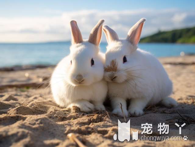 蘇俄牧羊犬和蘇格蘭牧羊犬是一種犬嗎？